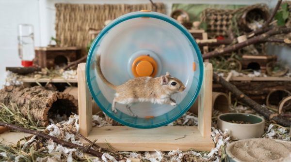 Ultimate guide to choosing the ideal exercise wheel for your gerbil"s fitness needs